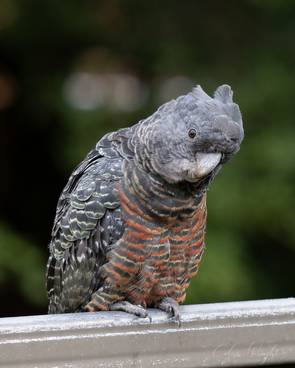 Gang-gang Cockatoo - ML630044444