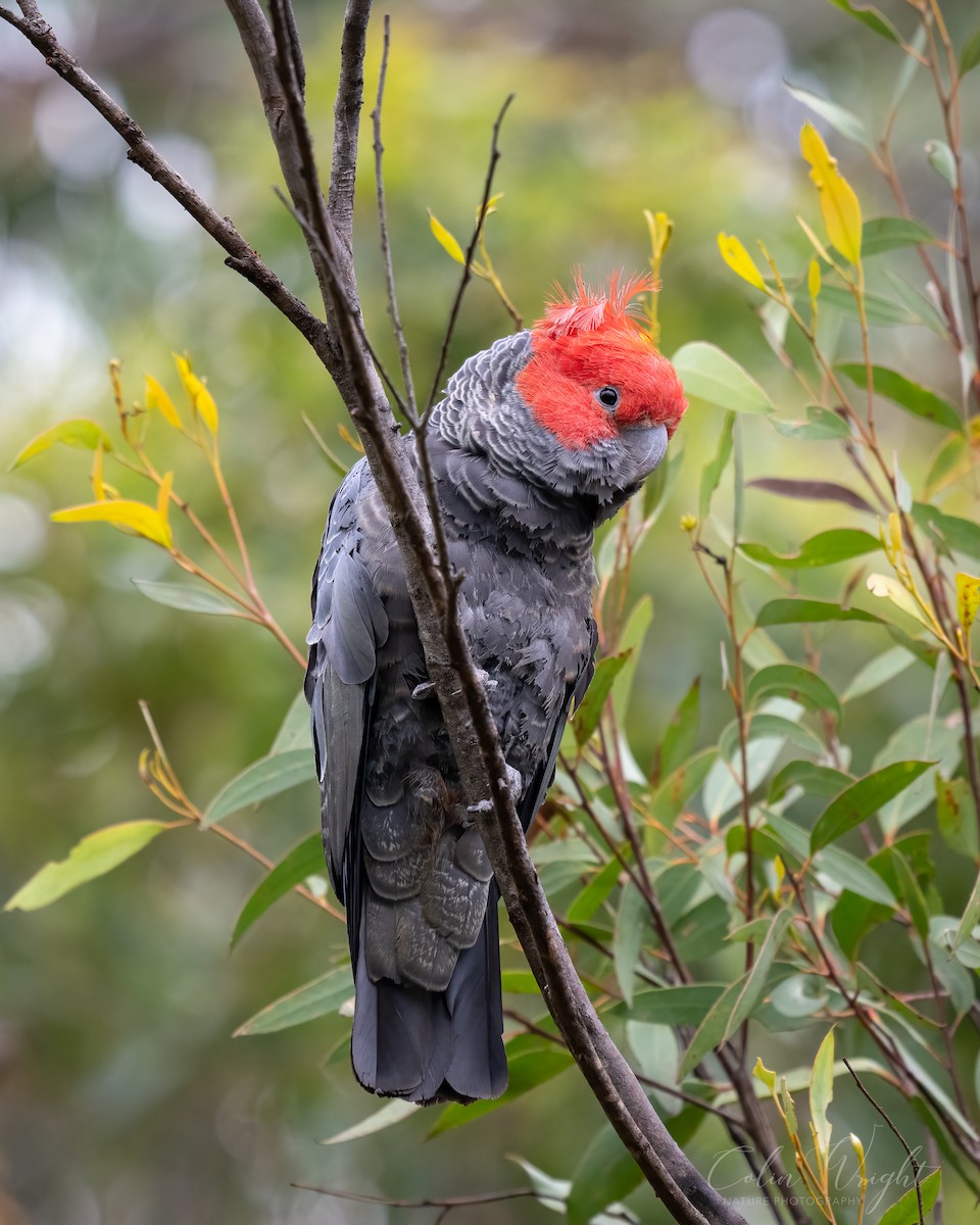Gang-gang Cockatoo - ML630044445