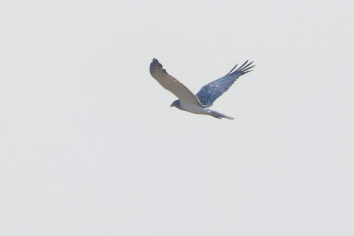 Eastern Marsh Harrier - ML630044523