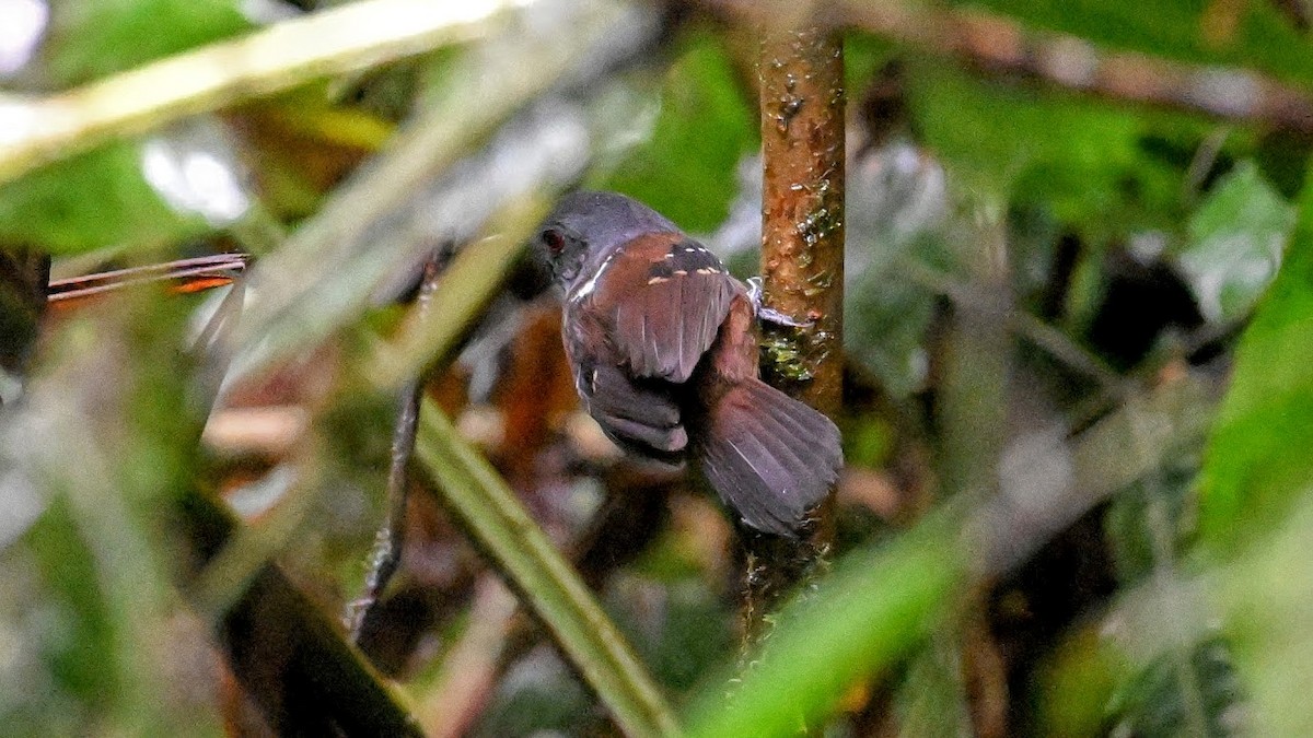 Esmeraldas Antbird - ML630044545
