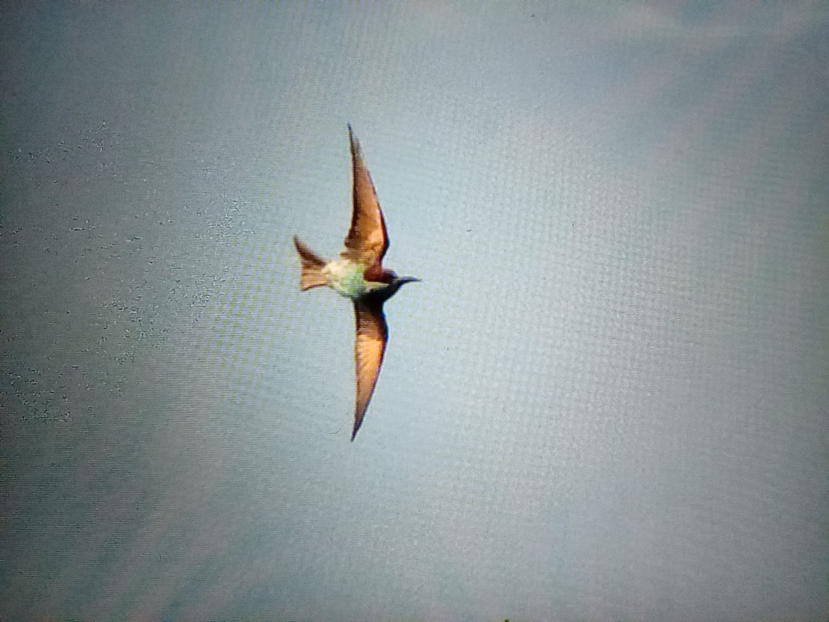 Blue-throated Bee-eater - ML630044546