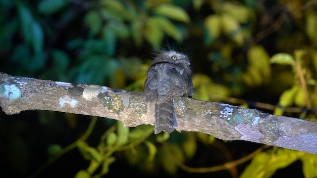 Blyth's Frogmouth - ML630044881