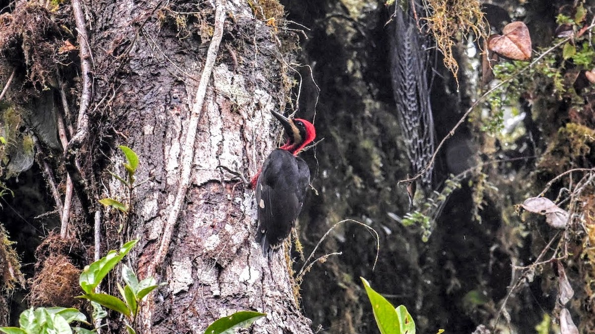 Crimson-bellied Woodpecker - ML630045013