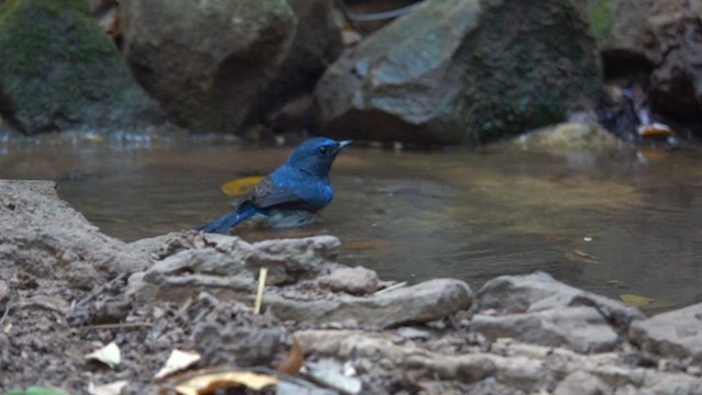 Hainan Blue Flycatcher - ML630045077