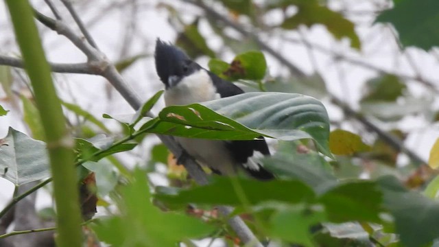 Pied Cuckoo - ML630045174