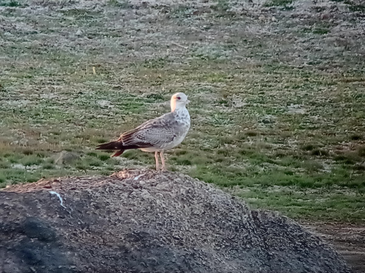 Lesser Black-backed Gull - ML630045215