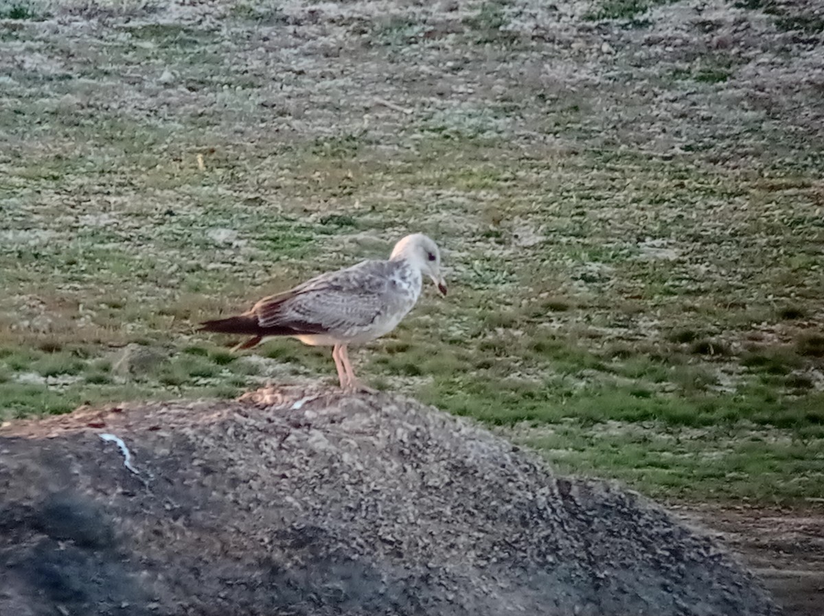 Lesser Black-backed Gull - ML630045217