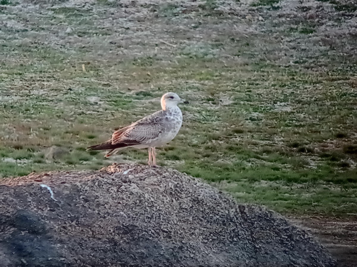 Lesser Black-backed Gull - ML630045218
