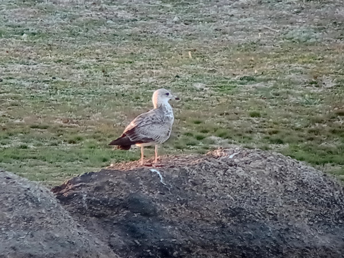 Lesser Black-backed Gull - ML630045219
