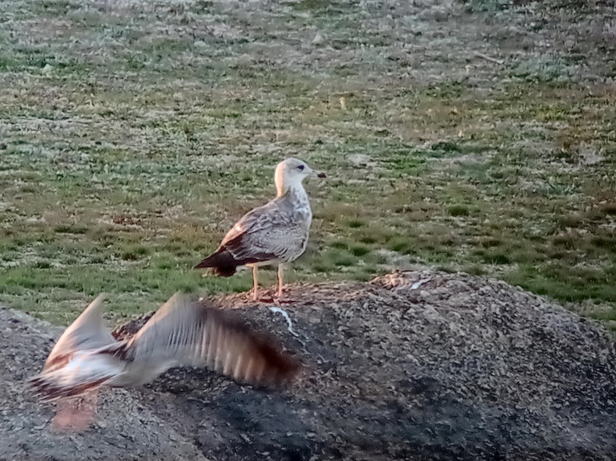 Lesser Black-backed Gull - ML630045220