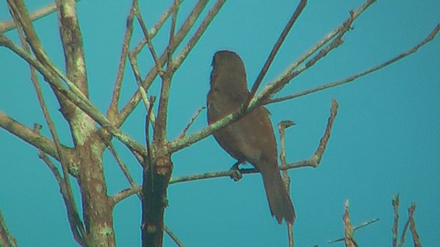 Scarlet-browed Tanager - ML630045640