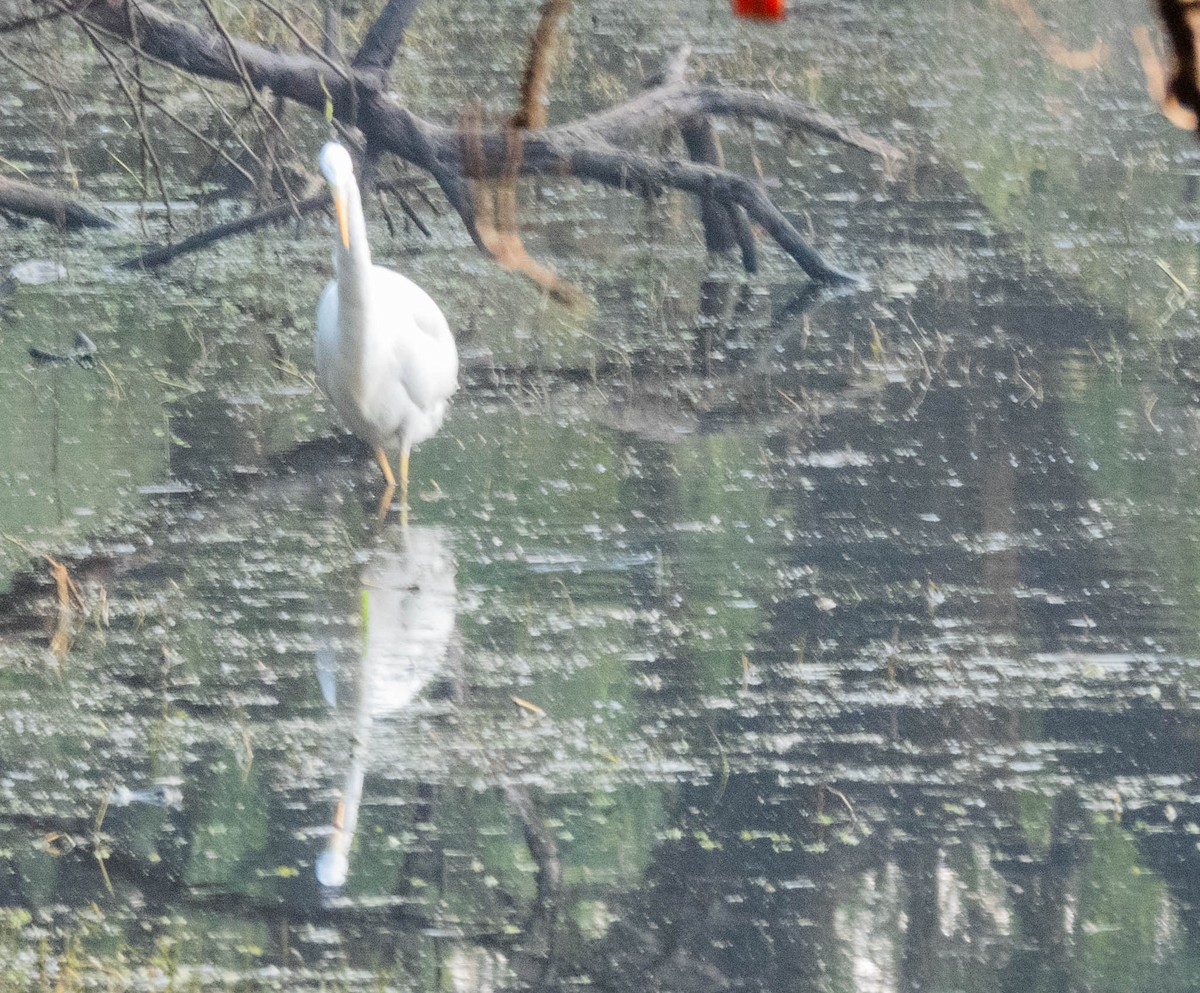 Great Egret - ML630045641