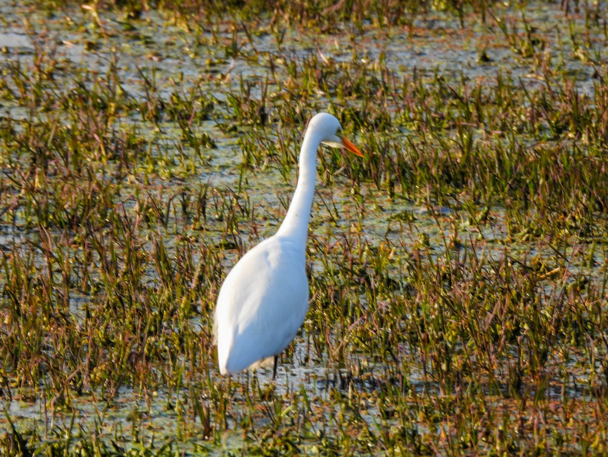 Great Egret - ML630045642