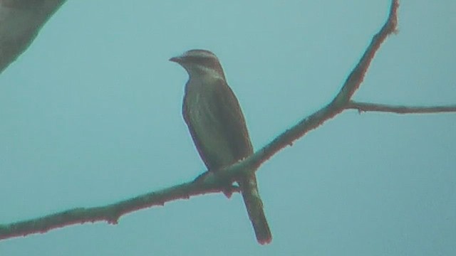 Piratic Flycatcher - ML630045776