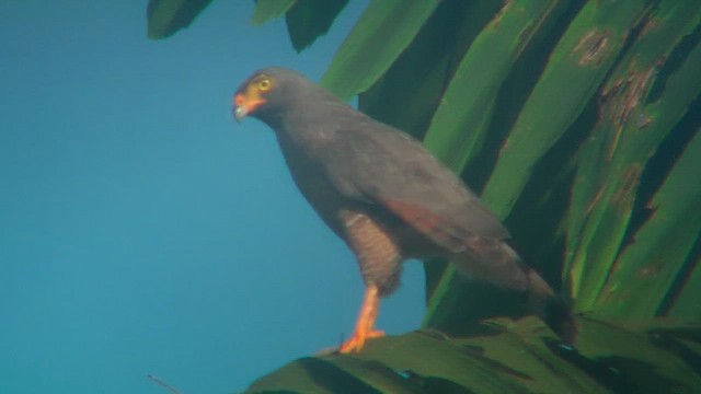 Roadside Hawk - ML630045807