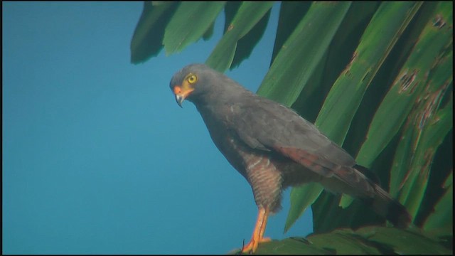 Roadside Hawk - ML630045808