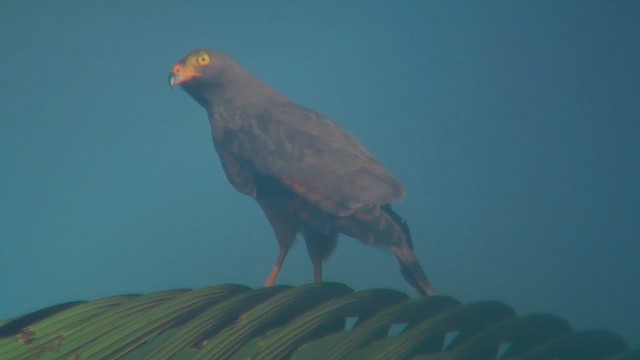 Roadside Hawk - ML630045809