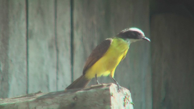Rusty-margined Flycatcher - ML630045822