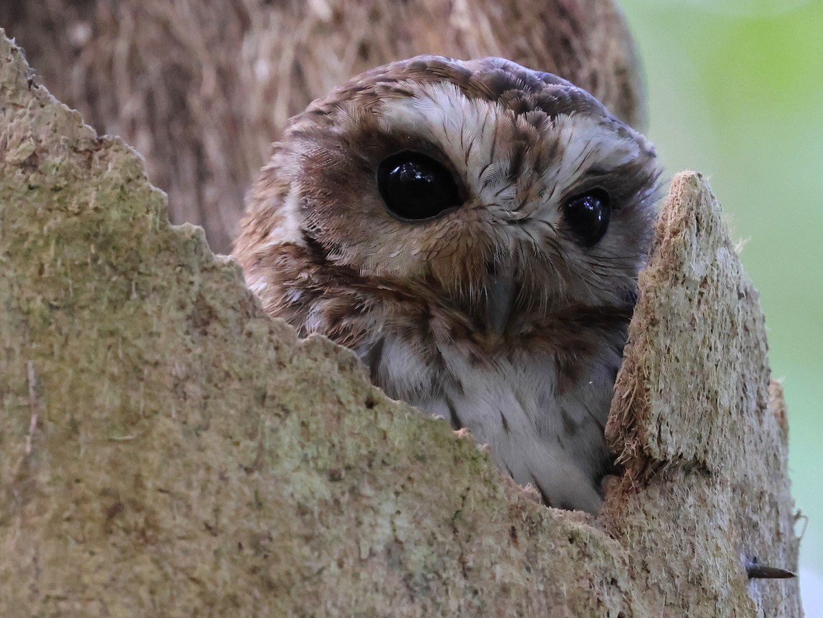 Bare-legged Owl - ML630046007
