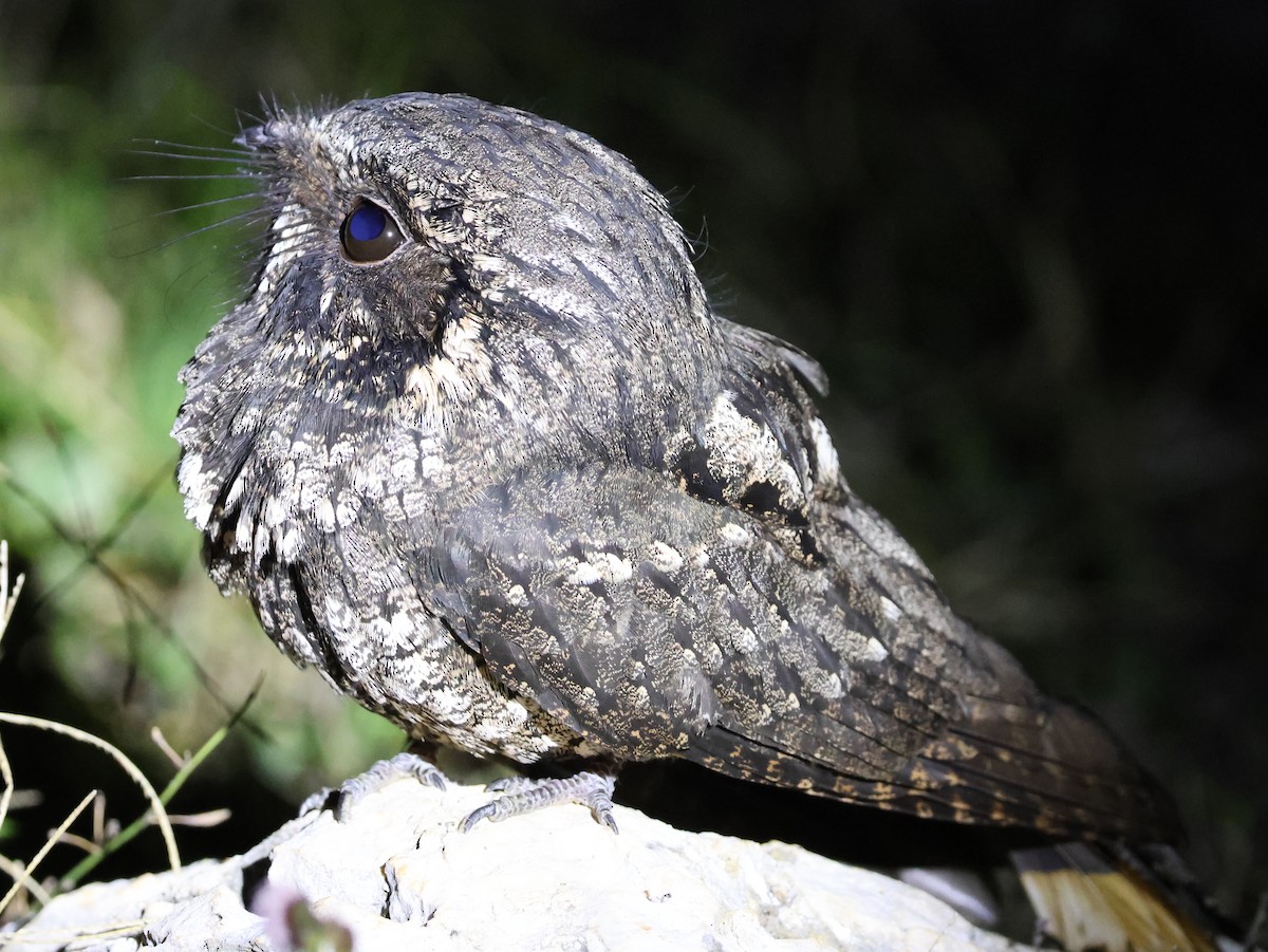 Cuban Nightjar - ML630046028
