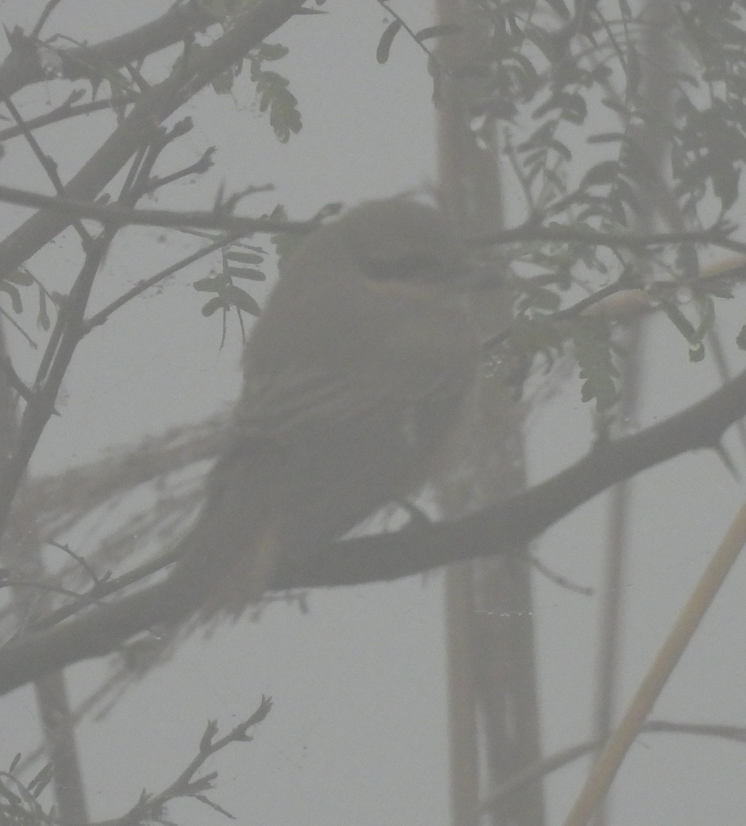 Isabelline Shrike - ML630046046