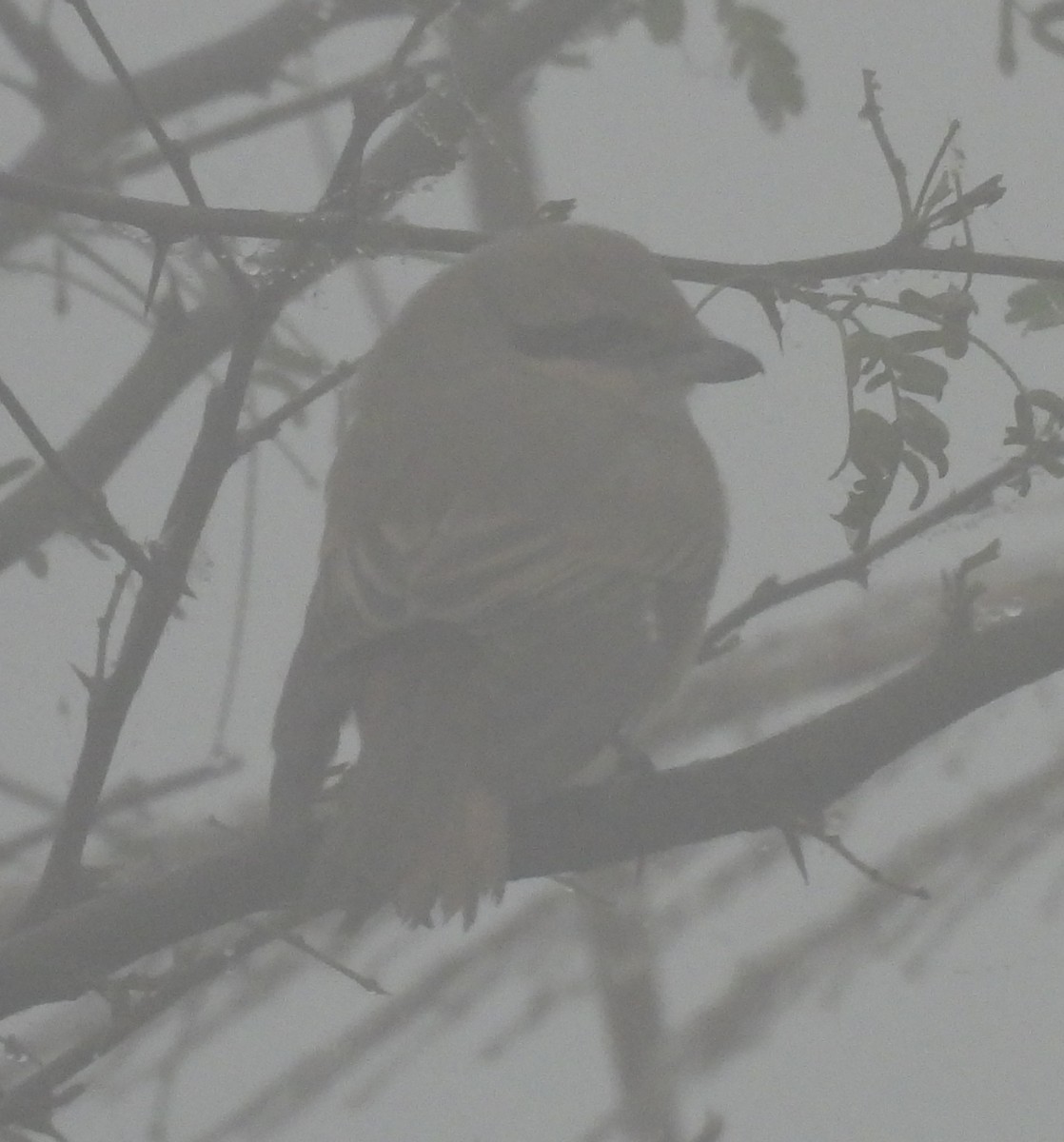 Isabelline Shrike - ML630046047