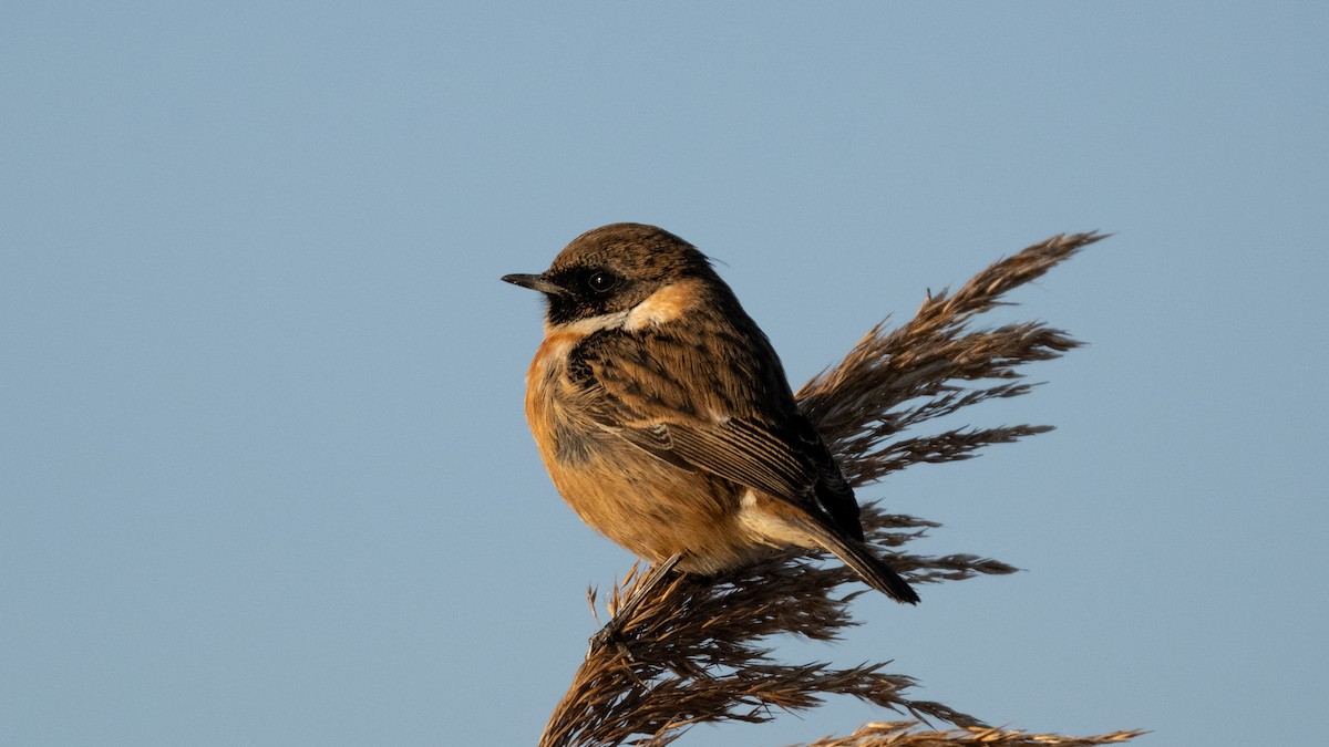 European Stonechat - ML630046342