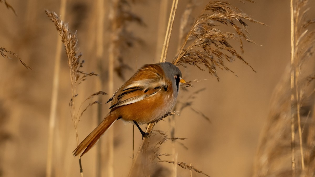 Bearded Reedling - ML630046355