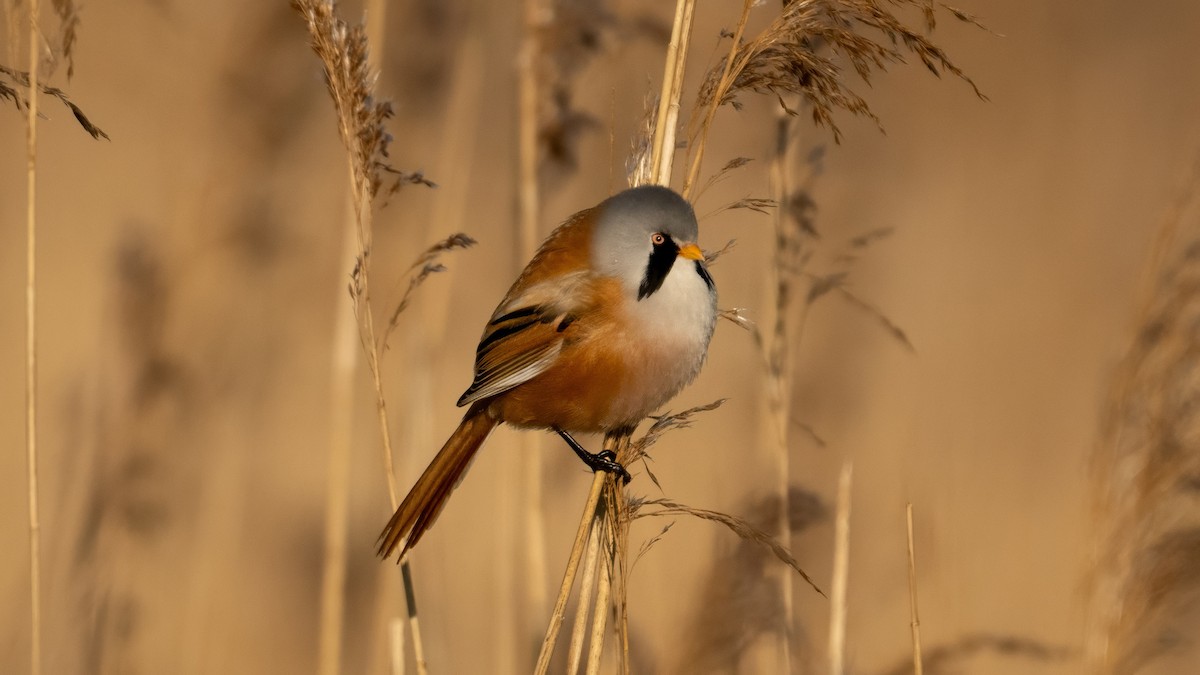 Bearded Reedling - ML630046358