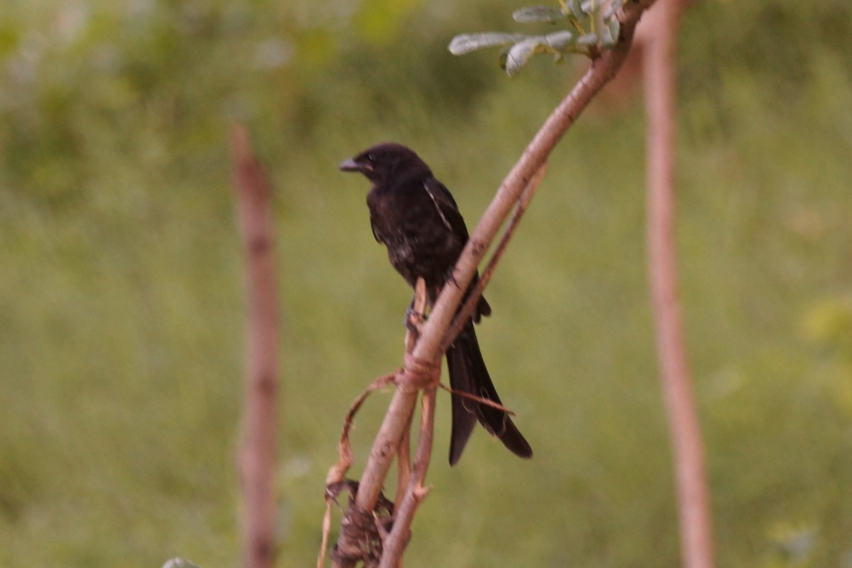 Königsdrongo - ML630046460