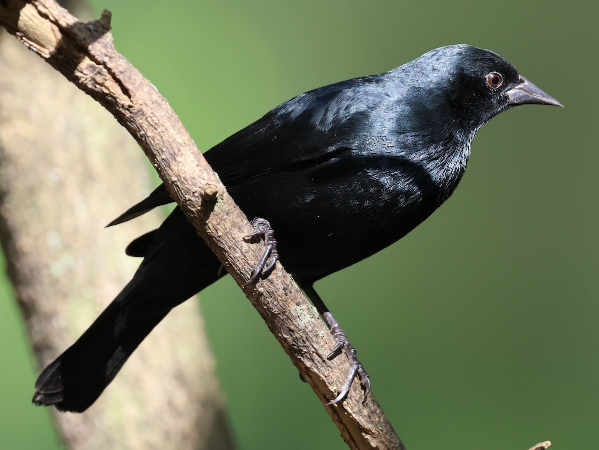 Cuban Blackbird - ML630046463