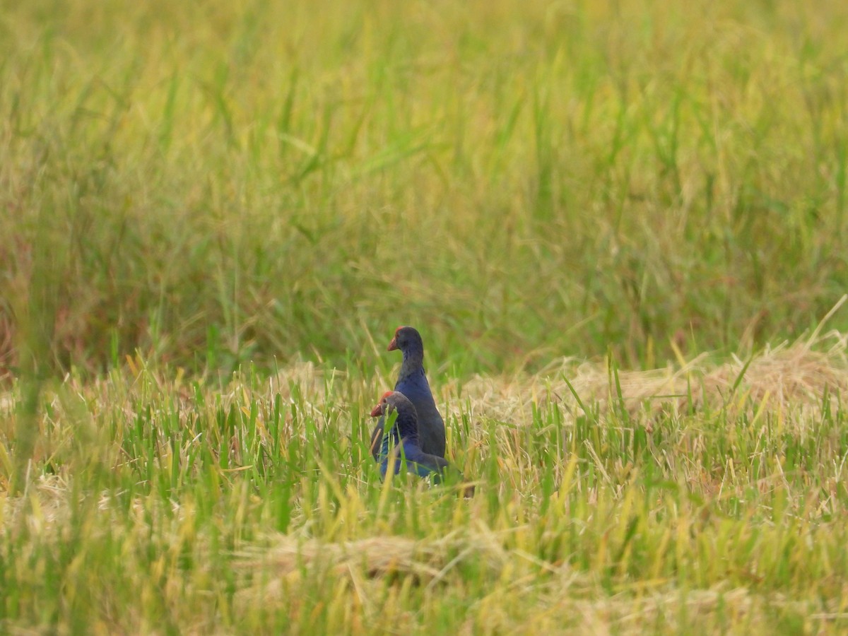 Black-backed x Gray-headed Swamphen (hybrid) - ML630046503