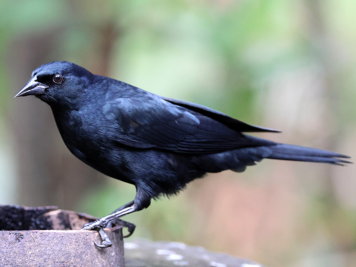 Cuban Blackbird - ML630046522