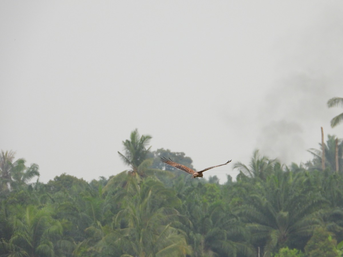 Eastern Marsh Harrier - ML630046536