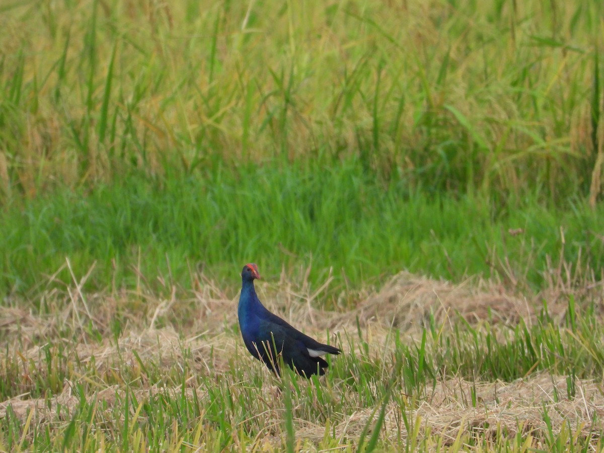 Black-backed x Gray-headed Swamphen (hybrid) - ML630046590