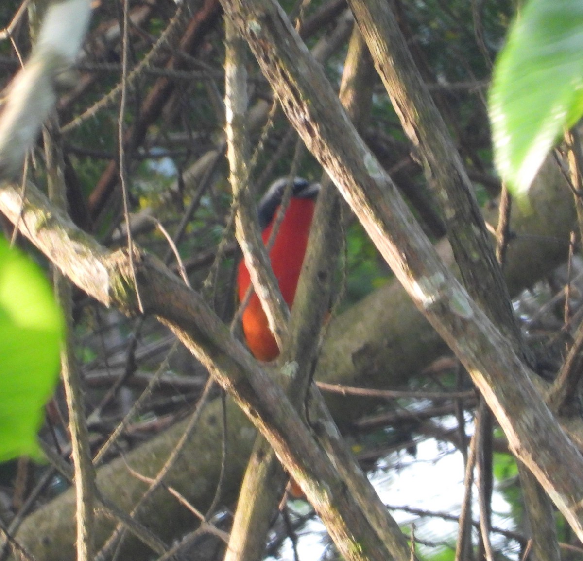 Fiery-breasted Bushshrike - ML630046659