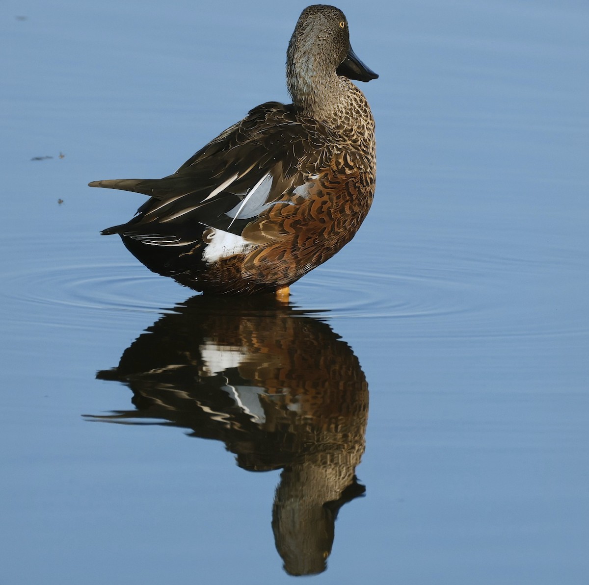 Canard bridé - ML630046744