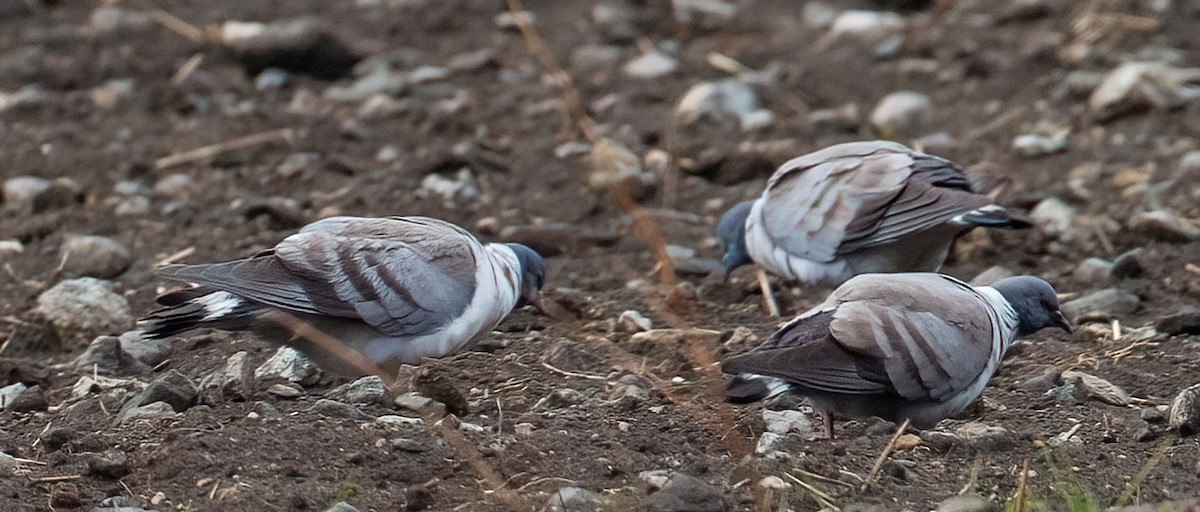 Snow Pigeon - ML630047133