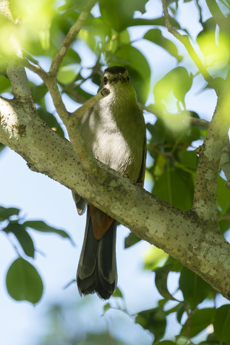 Gray Catbird - ML630047190
