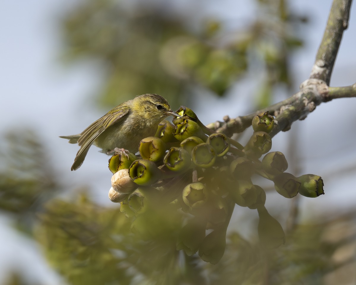 Tennessee Warbler - ML630047198