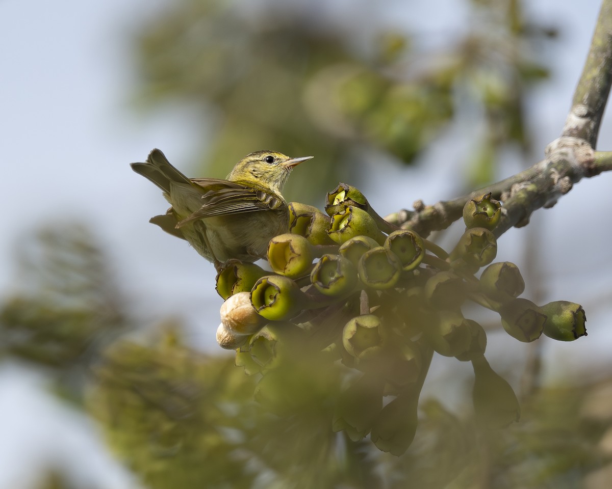 Tennessee Warbler - ML630047199