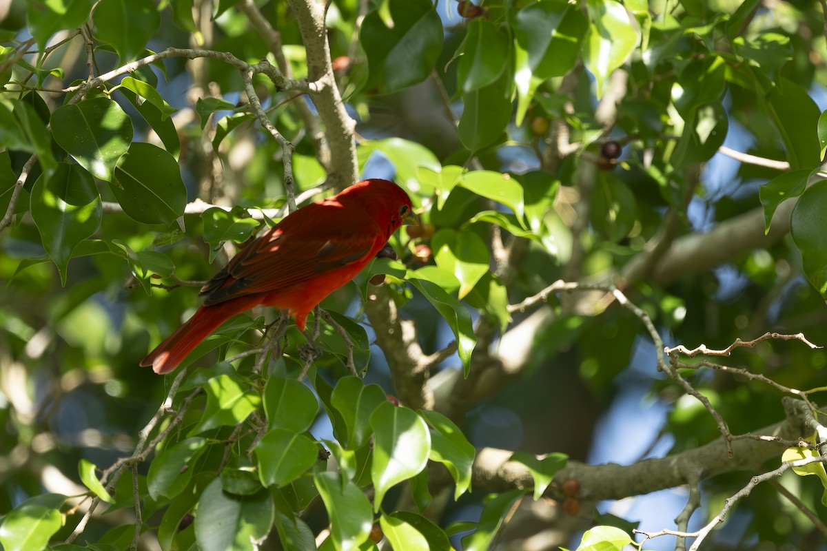 Summer Tanager - ML630047219