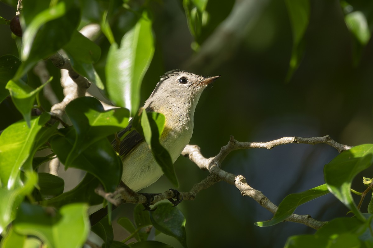 American Redstart - ML630047256