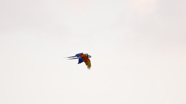 Blue-and-yellow Macaw - ML630047289