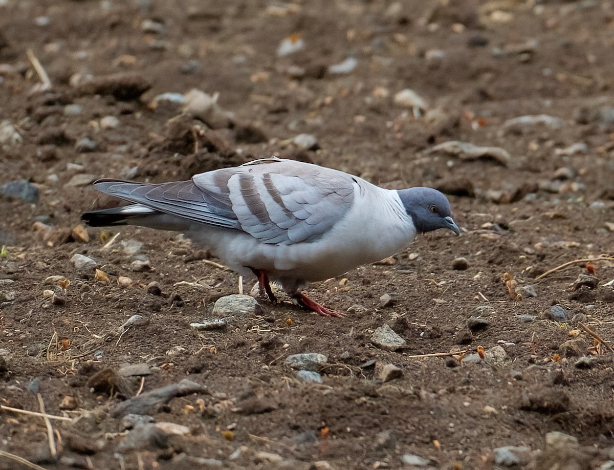 Snow Pigeon - ML630047298