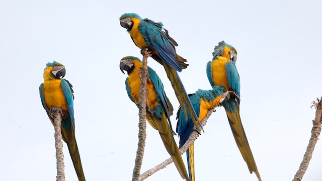 Blue-and-yellow Macaw - ML630047315