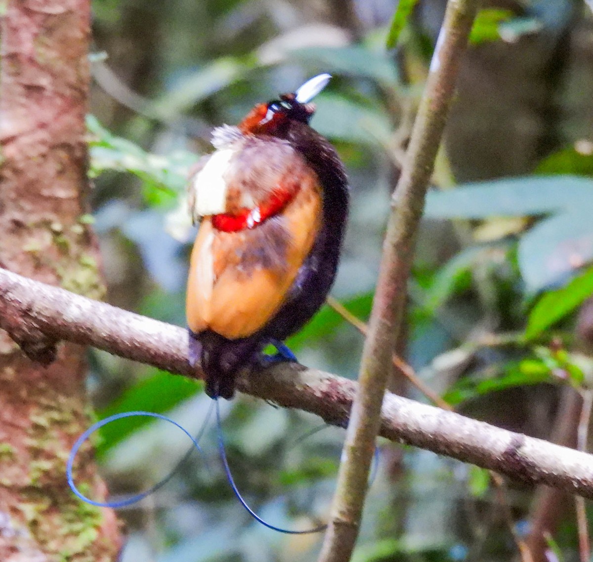Magnificent Bird-of-Paradise - ML630047401