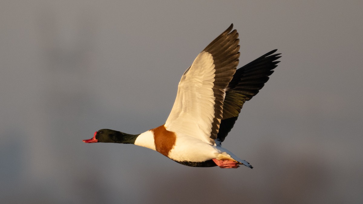 Common Shelduck - ML630047459