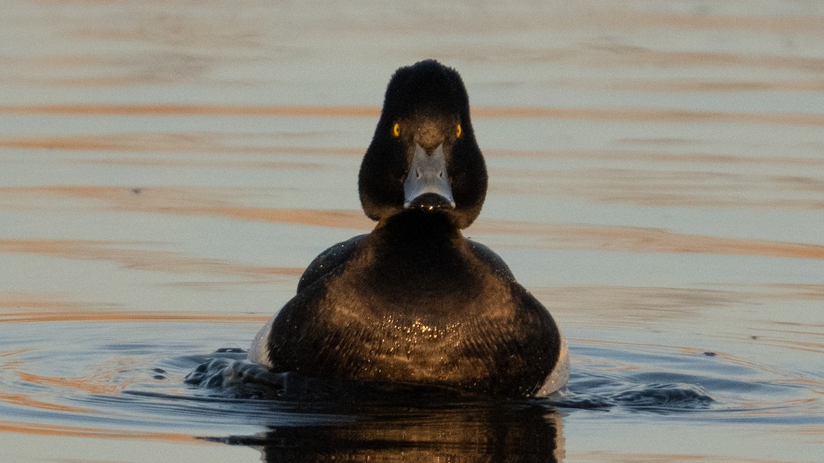 Tufted Duck - ML630047462