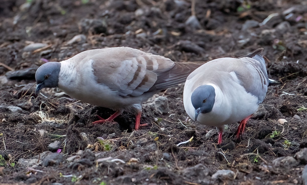 Snow Pigeon - ML630047500